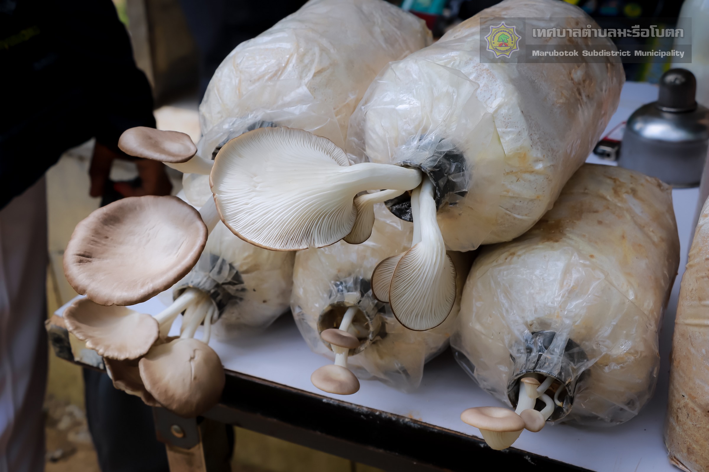 ก้อนเชื้อเห็ดนางฟ้าบาโงระนะ